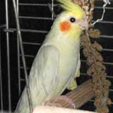 FRECHA