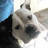 ROXIE
