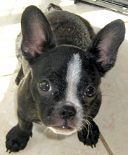 boston Mya