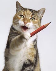 cat sitting hollywood, florida