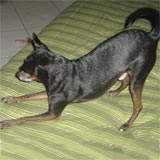 chucho