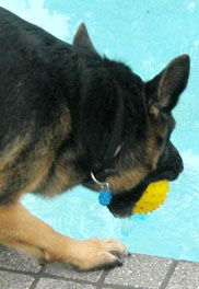 shep cookie