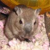 darwyn