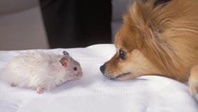 small animal care