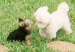 dog play