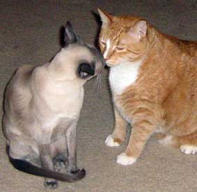 elliott and oliver