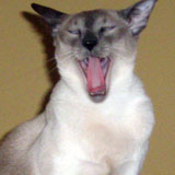 siamese elliot