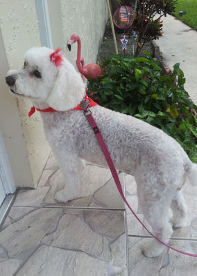 flapper doggie