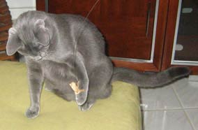 cat sitting broward