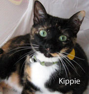 tortie kippie