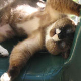 snoshoe mr kitty