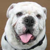 bulldog rocky