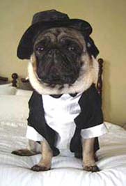 pug pet sitting