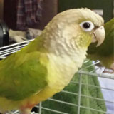 conure