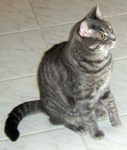 tabby jack tripper
