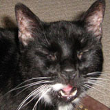 kittty